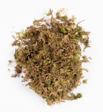 Moss in bag n.1216 (40 gr.)
