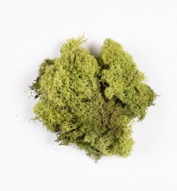 Green lichen in bag n.1254 (30 gr.)